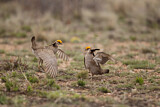 Image. Lesser Prairie Chicken