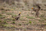 Image. Lesser Prairie Chicken