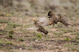 Image. Lesser Prairie Chicken