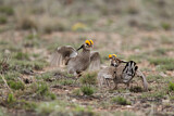 Image. Lesser Prairie Chicken