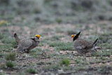 Image. Lesser Prairie Chicken