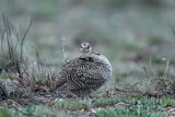 Image. Lesser Prairie Chicken
