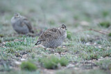 Image. Lesser Prairie Chicken
