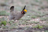 Image. Lesser Prairie Chicken
