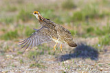 Image. Lesser Prairie Chicken