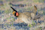 Image. Lesser Prairie Chicken