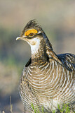 Image. Lesser Prairie Chicken