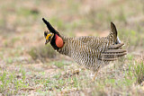 Image. Lesser Prairie Chicken