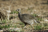 Image. Lesser Prairie Chicken
