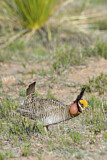 Image. Lesser Prairie Chicken