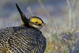 Image. Lesser Prairie Chicken