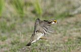Image. Lesser Prairie Chicken