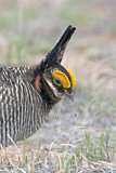 Image. Lesser Prairie Chicken
