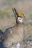 Image. Lesser Prairie Chicken