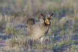 Image. Lesser Prairie Chicken