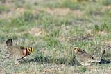 Image. Lesser Prairie Chicken