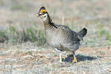 Image. Lesser Prairie Chicken
