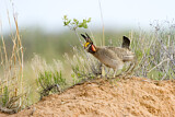 Image. Lesser Prairie Chicken