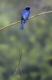 Image. Lesser Racket-tailed Drongo