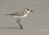 Image. Lesser Sand Plover