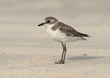 Image. Lesser Sand Plover
