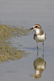 Image. Lesser Sand Plover