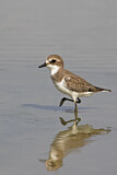 Image. Lesser Sand Plover