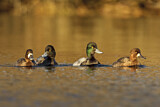 Image. Lesser Scaup