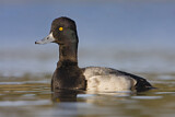 Image. Lesser Scaup