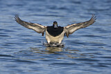Image. Lesser Scaup