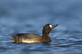 Image. Lesser Scaup