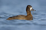 Image. Lesser Scaup