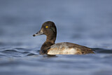 Image. Lesser Scaup