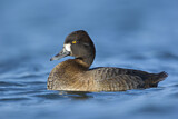 Image. Lesser Scaup
