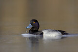 Image. Lesser Scaup
