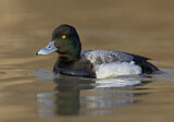 Image. Lesser Scaup