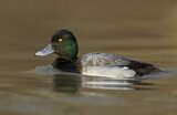 Image. Lesser Scaup