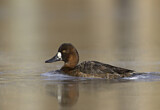 Image. Lesser Scaup