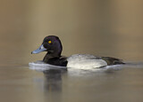 Image. Lesser Scaup