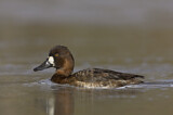 Image. Lesser Scaup