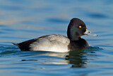 Image. Lesser Scaup