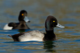 Image. Lesser Scaup