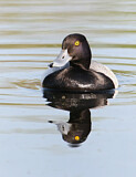 Image. Lesser Scaup