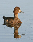Image. Lesser Scaup