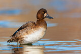 Image. Lesser Scaup
