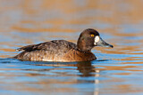 Image. Lesser Scaup