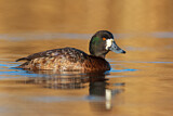 Image. Lesser Scaup