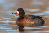 Image. Lesser Scaup