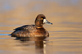 Image. Lesser Scaup
