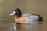 Image. Lesser Scaup